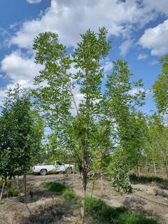 (1) 80mm Prairie Spire Green Ash Basketed Tree. 