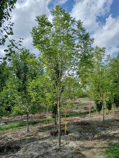 (1) 80mm Prairie Spire Green Ash Basketed Tree. 