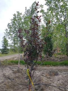 (1) 50mm Thunderchild Crab Basketed Tree.  