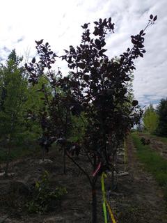 (1) 50mm Thunderchild Crab Basketed Tree.  