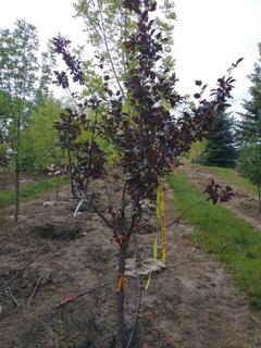 (1) 50mm Thunderchild Crab Basketed Tree.  