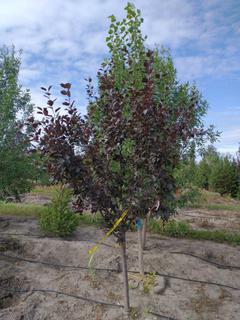 (1) 50mm Thunderchild Crab Basketed Tree.  