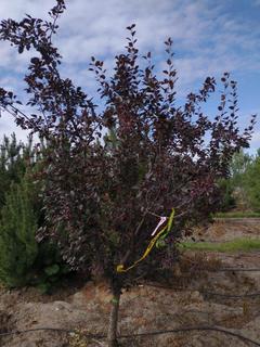 (1) 80mm Thunderchild Crab Basketed Tree.  