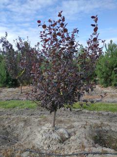 (1) 60mm Thunderchild Crab Basketed Tree.  