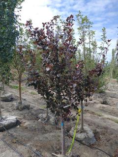 (1) 60mm Thunderchild Crab Basketed Tree.  