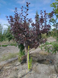 (1) 60mm Thunderchild Crab Basketed Tree.  