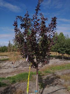(1) 60mm Thunderchild Crab Basketed Tree.  