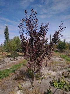 (1) 60mm Thunderchild Crab Basketed Tree.  