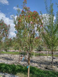 (1) 50mm Snowy Mountain Ash Basketed Tree. 