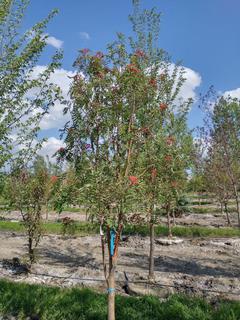 (1) 50mm Snowy Mountain Ash Basketed Tree. 