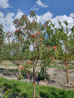 (1) 50mm Snowy Mountain Ash Basketed Tree. 