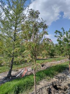 (1) 60mm Snowy Mountain Ash Basketed Tree. 