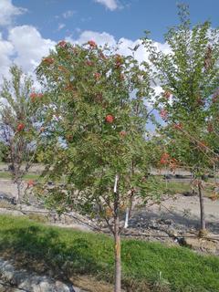 (1) 60mm Snowy Mountain Ash Basketed Tree. 