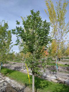 (1) 90mm American Elm Basketed Tree. 