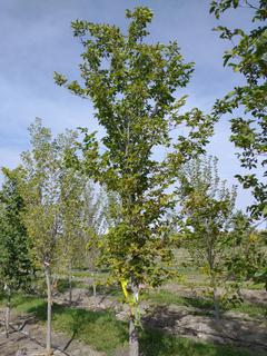 (1) 100mm American Elm Basketed Tree. 