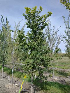 (1) 80mm American Elm Basketed Tree. 