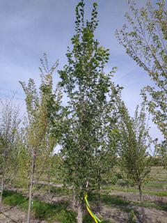 (1) 100mm American Elm Basketed Tree. 