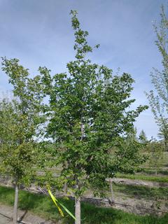 (1) 100mm American Elm Basketed Tree. 
