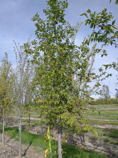 (1) 100mm American Elm Basketed Tree. 