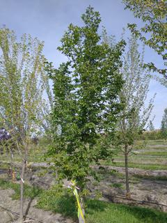 (1) 100mm American Elm Basketed Tree. 
