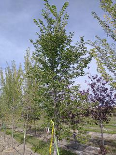 (1) 100mm American Elm Basketed Tree. 
