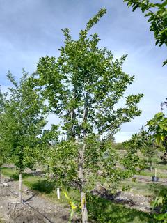 (1) 100mm American Elm Basketed Tree. 