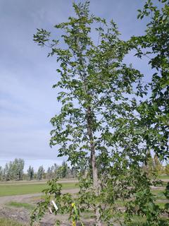 (1) 100mm American Elm Basketed Tree. 