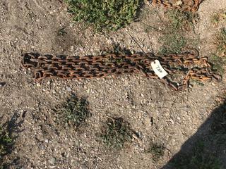 Selling Off- Site -  12 Ft. Chain w/Hooks.  Location - 527 North 200 East, Raymond, AB -  For Further Information Please Call Chris 403-308-1161.