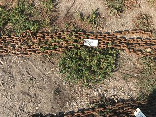 Selling Off- Site -  16 Ft. Chain (1) Hook.  Location - 527 North 200 East, Raymond, AB -  For Further Information Please Call Chris 403-308-1161.