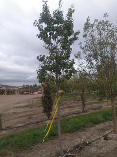 (1) 60mm Ivory Silk Lilac Basketed Tree. 