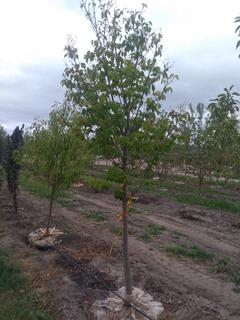(1) 80mm Ivory Silk Lilac Basketed Tree.