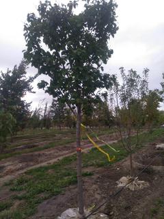 (1) 80mm Ivory Silk Lilac Basketed Tree.