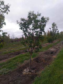 (1) 80mm Ivory Silk Lilac Basketed Tree.