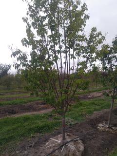 (1) 80mm Ivory Silk Lilac Basketed Tree.