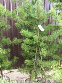 (5) Pine Trees , Approx 7'.