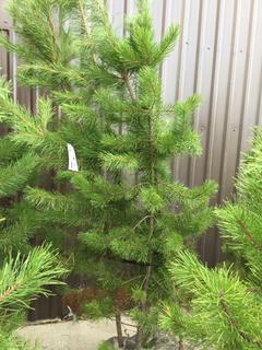 (5) Pine Trees , Approx 7'.