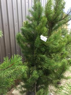 (5) Pine Trees , Approx 7'.