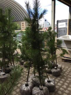 (5) Pine Trees , Approx 5'.