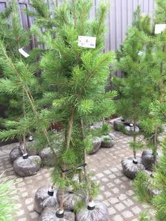 (5) Pine Trees , Approx 5'.
