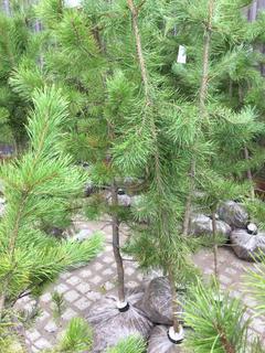 (5) Pine Trees , Approx 5'.