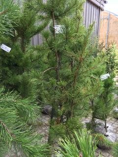 (5) Pine Trees , Approx 5'.