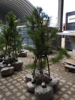 (5) Pine Trees , Approx 4'.