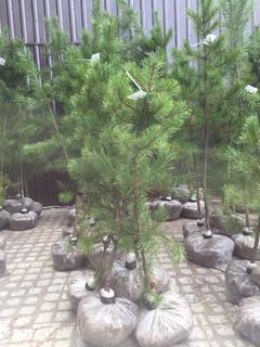 (5) Pine Trees , Approx 4'.