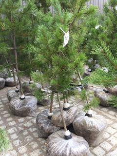 (5) Pine Trees , Approx 4'.