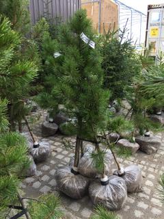 (5) Pine Trees , Approx 4'.