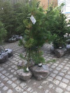 (5) Pine Trees , Approx 4'.