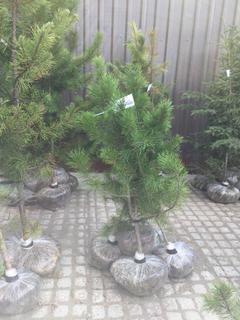 (5) Pine Trees , Approx 4'.