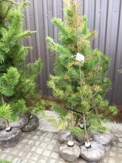 (5) Pine Trees , Approx 4'.