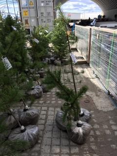 (3) Pine Trees , Approx 4'.