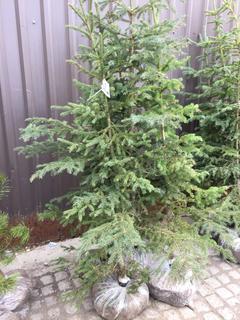 (5)Spruce Trees , Approx 5'.
